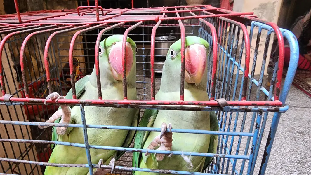 Raw Female Parrots — photo 2