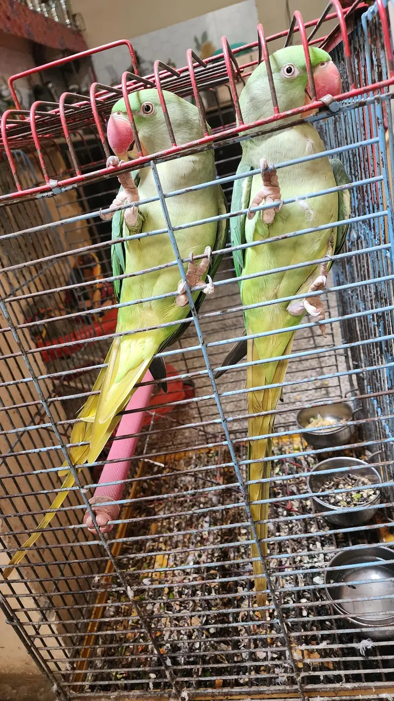 Raw Female Parrots — photo 3