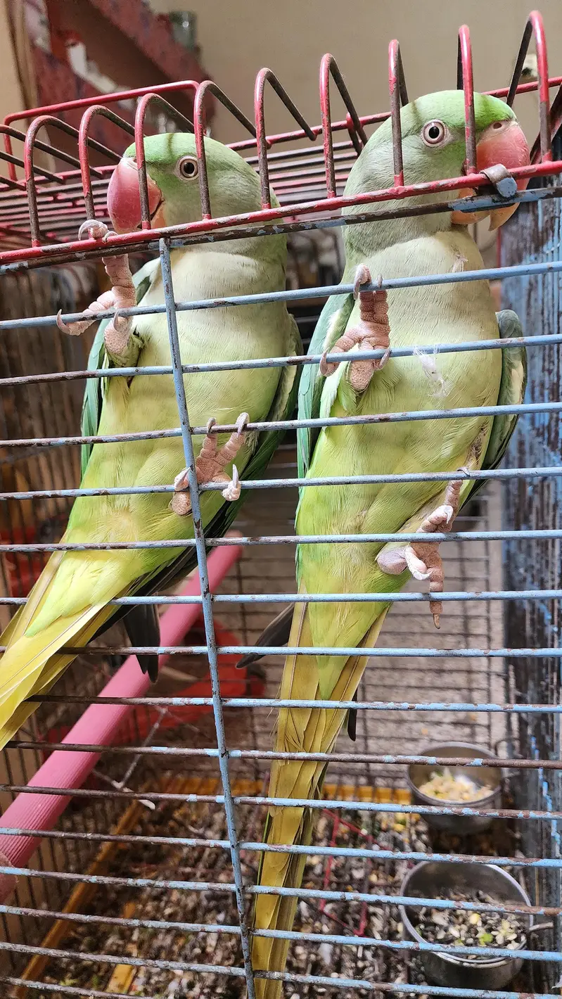 Raw Female Parrots — photo 4
