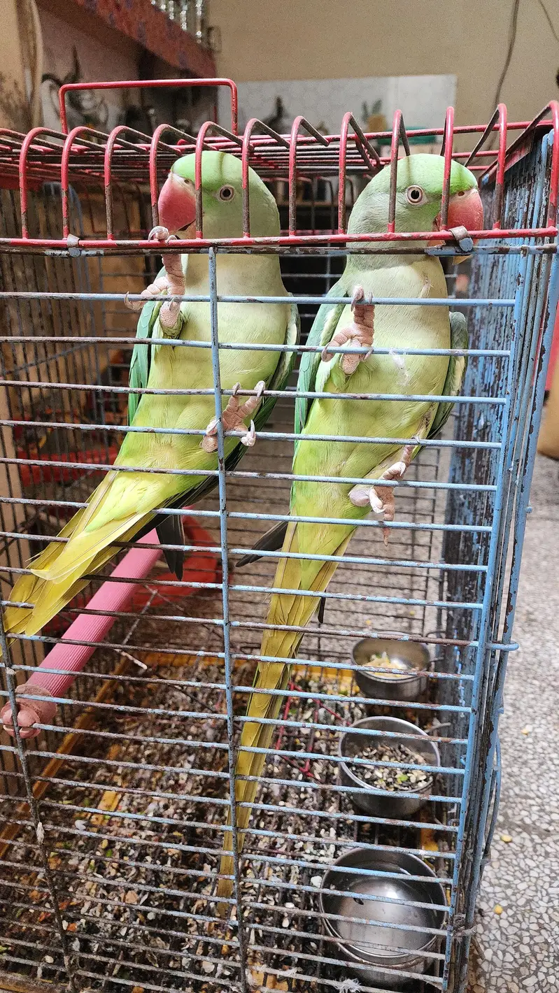 Raw Female Parrots — photo 5