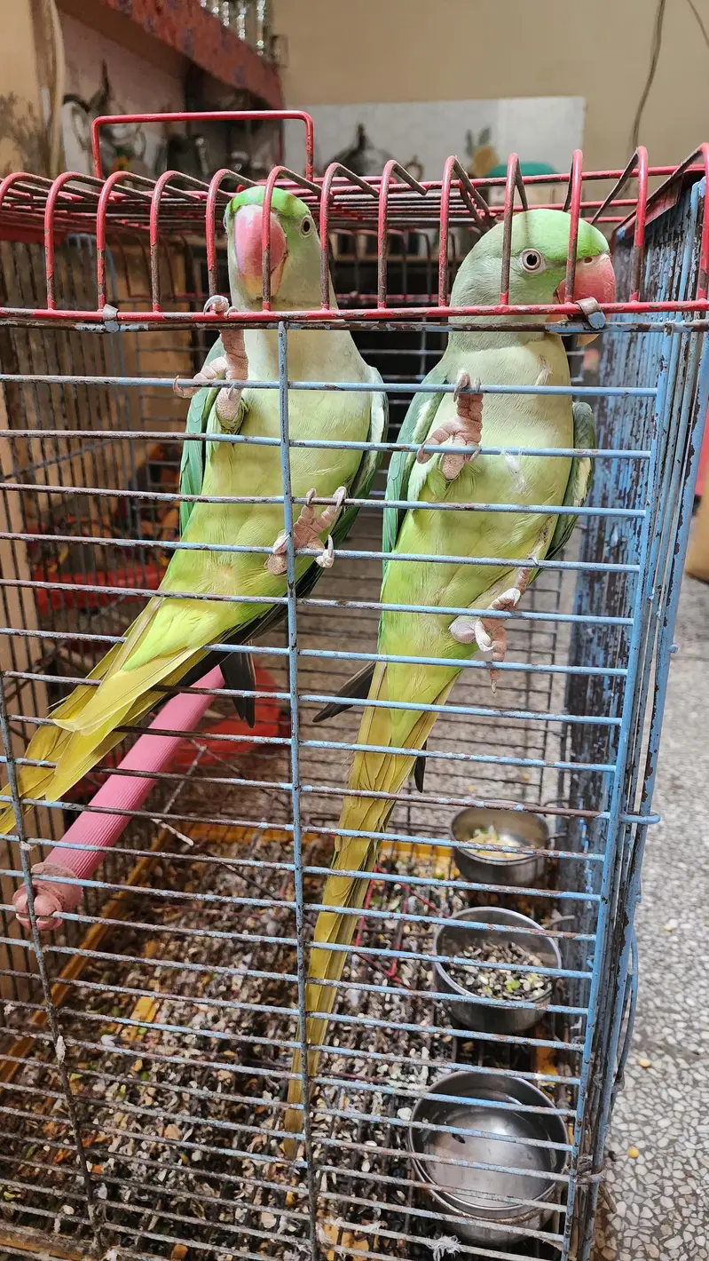 Raw Female Parrots — photo 6