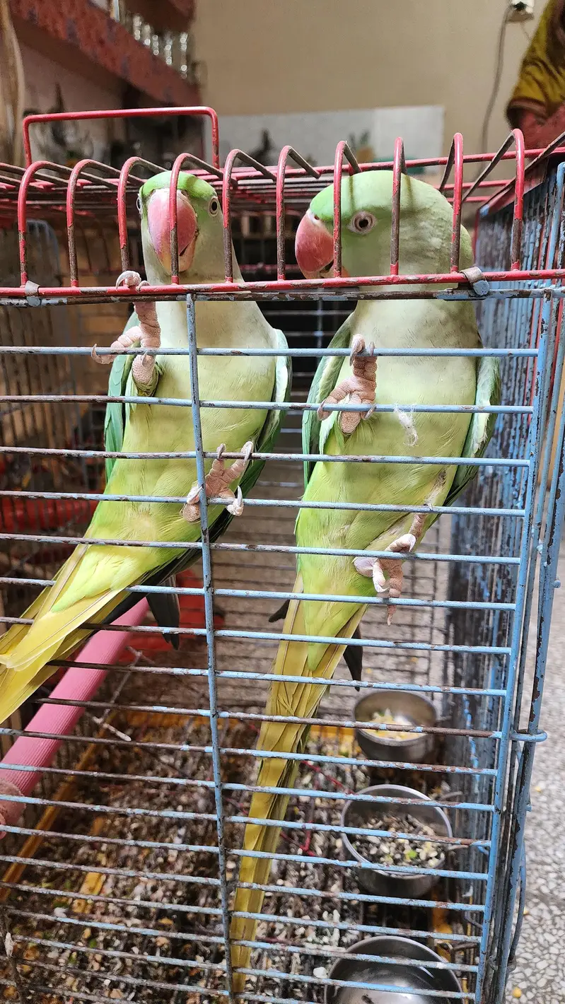 Raw Female Parrots — photo 7