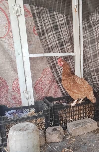 golden hen for sale