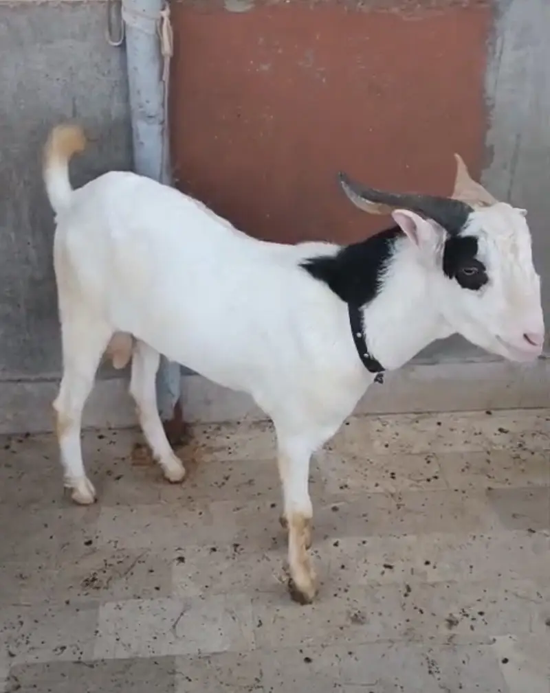 Bakre Jori 2 Daant