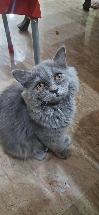Triple Cot Persian Male
