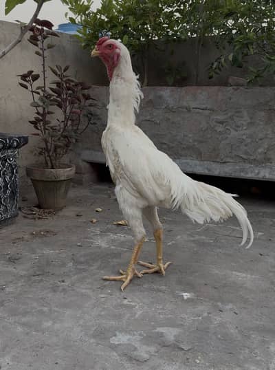 Top quality white oh shamo  pair full long hight 03020448380