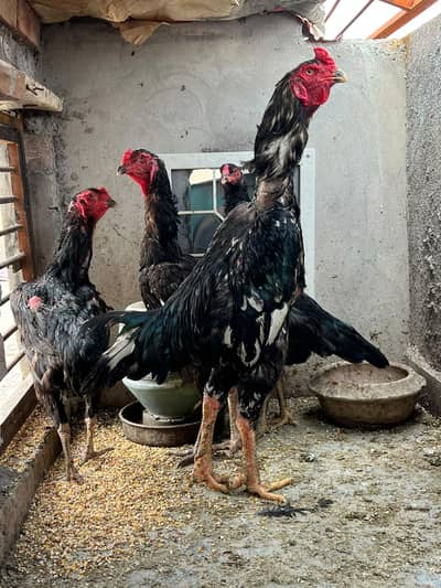 Shamos available for sale