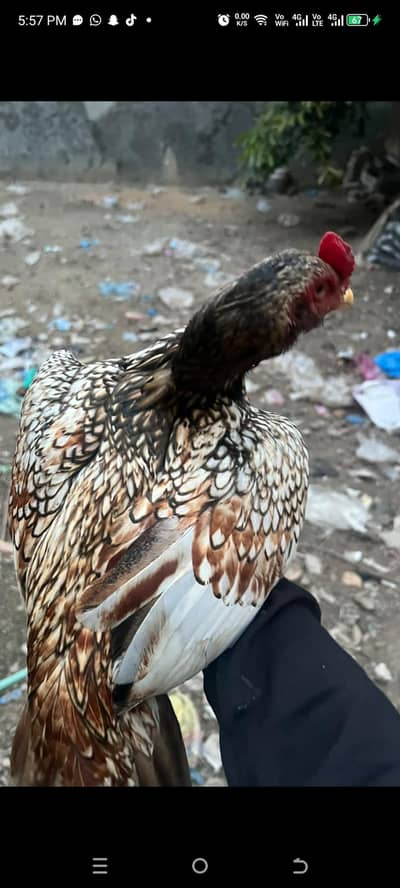 Shajra Aseel