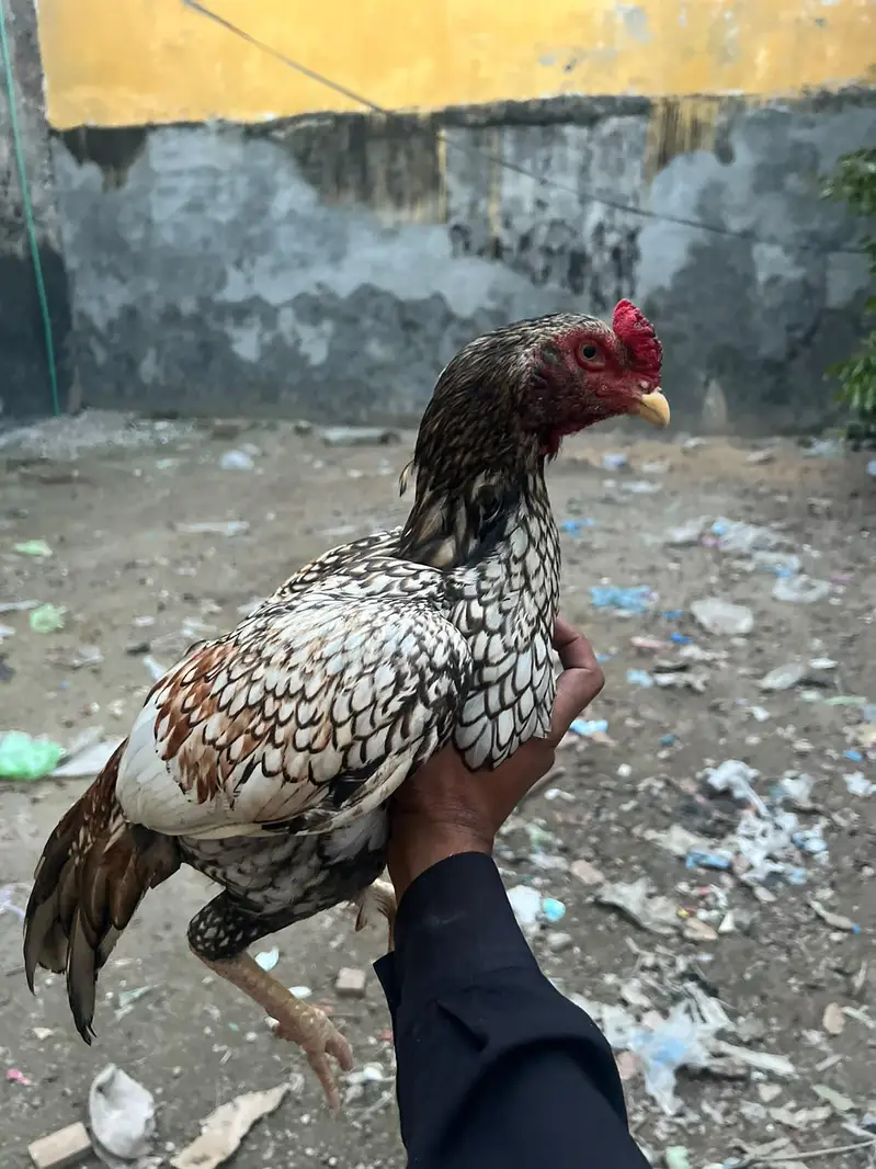 Shajra Aseel — photo 3