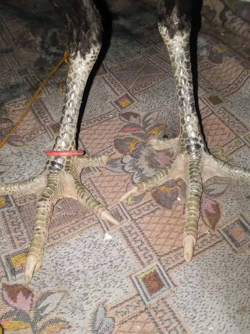 parmoz or vatnam aseel pair — photo 3