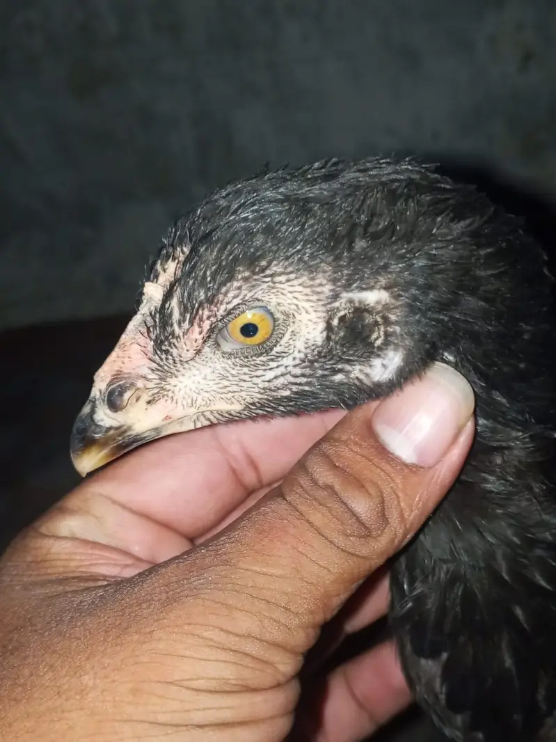 parmoz or vatnam aseel pair — photo 4