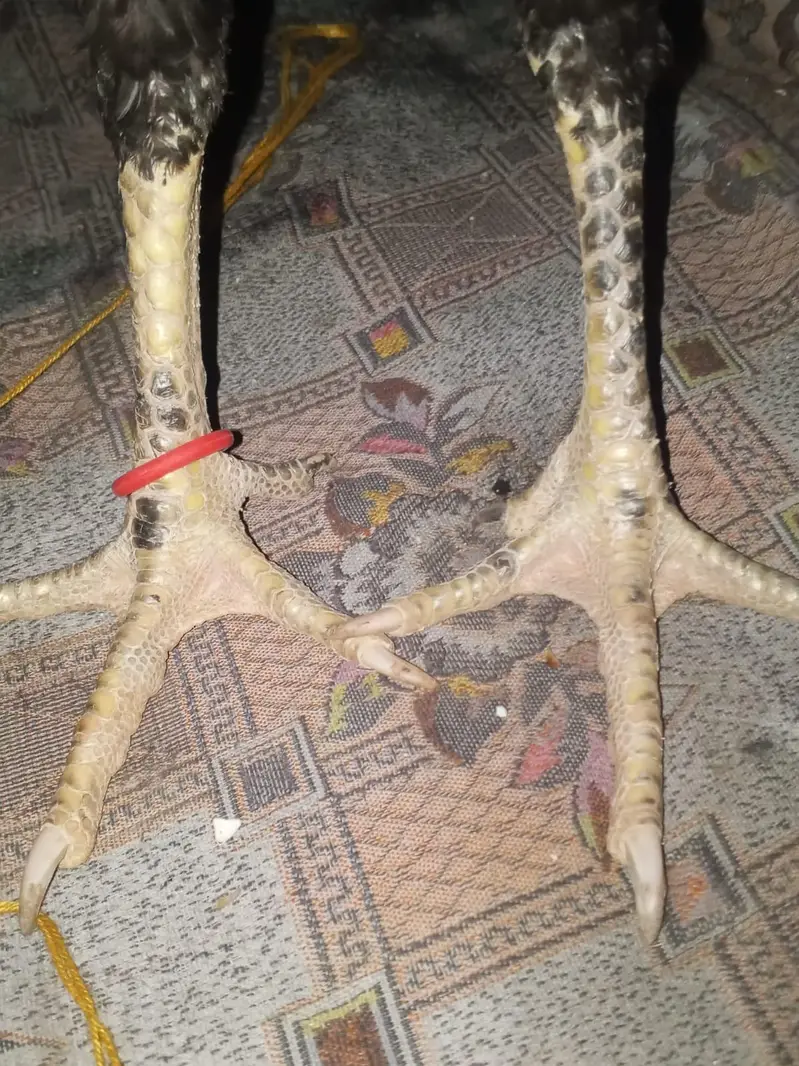 parmoz or vatnam aseel pair — photo 5
