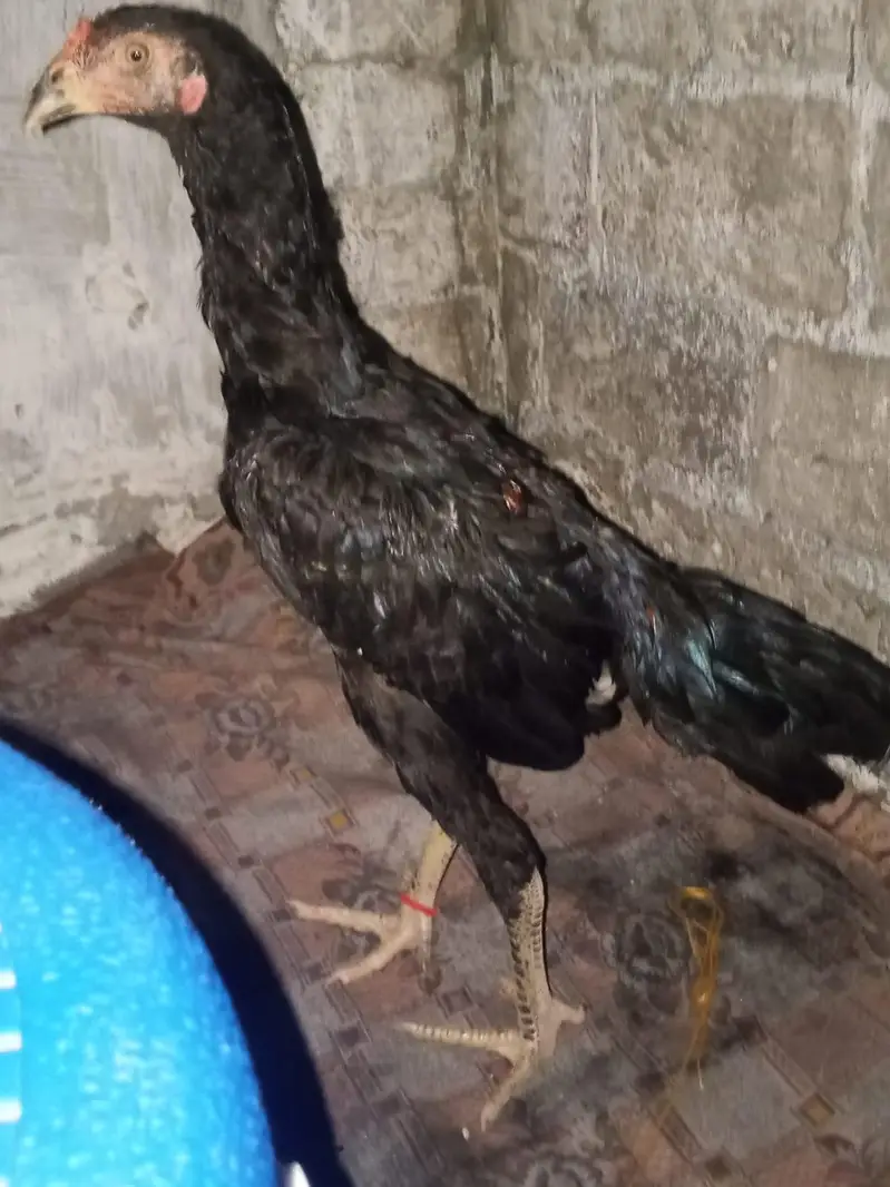 parmoz or vatnam aseel pair — photo 6