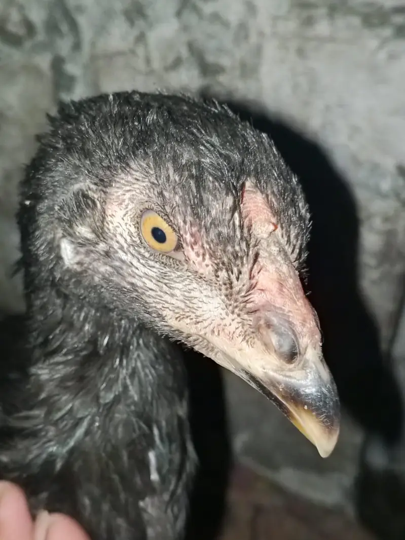 parmoz or vatnam aseel pair — photo 8