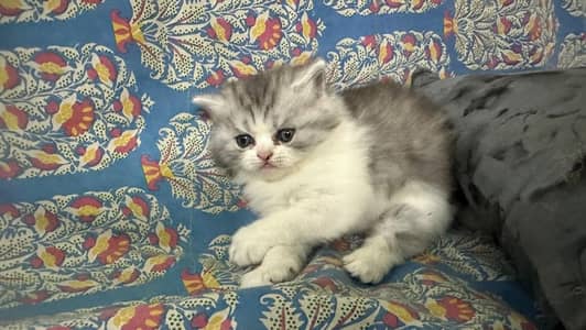 kitten