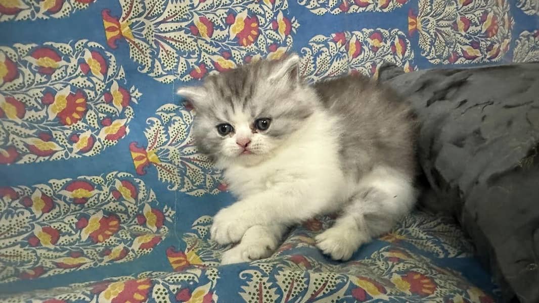 kitten 0