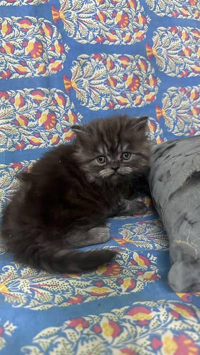 kitten
