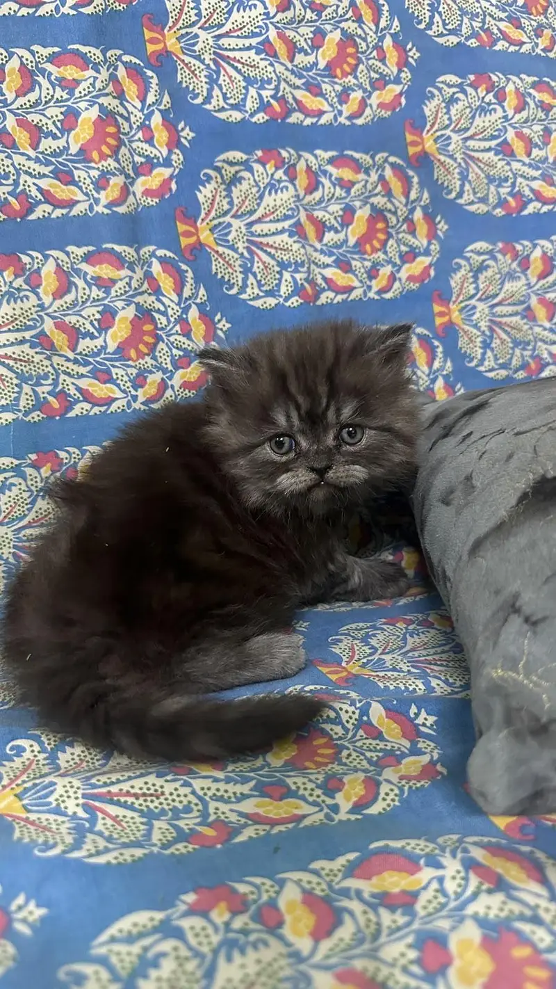 kitten — photo 2