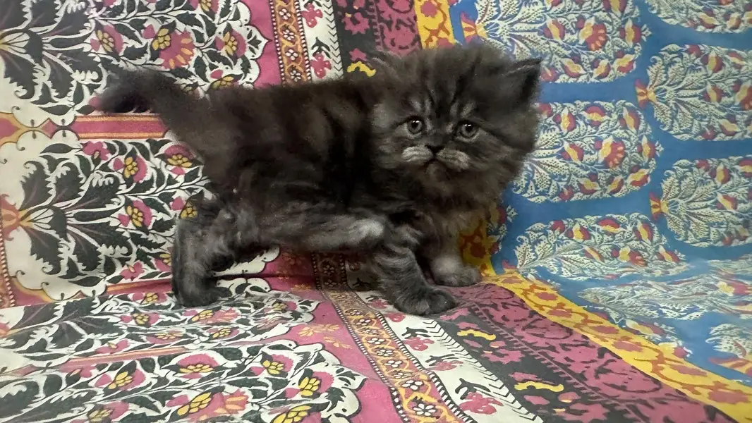 kitten — photo 3