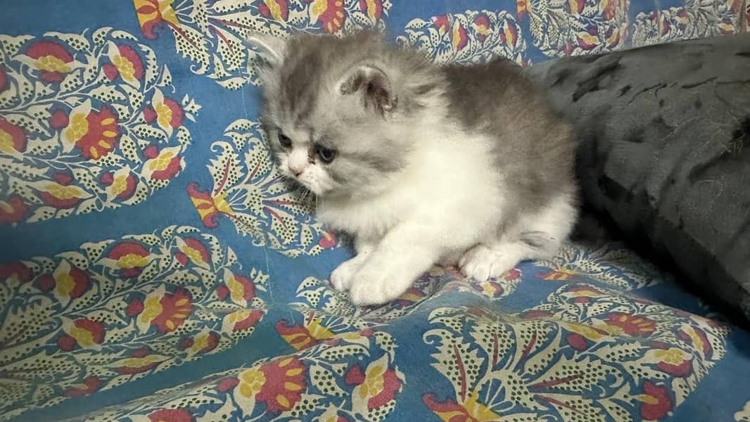 kitten 3