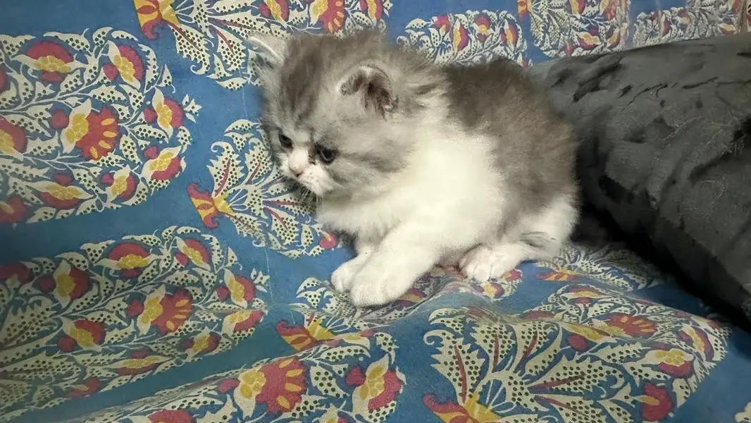 kitten — photo 4
