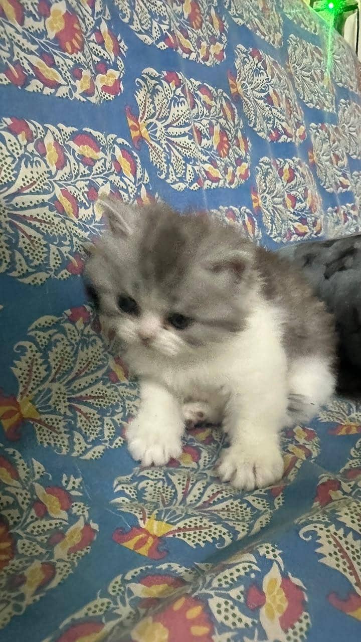 kitten 4