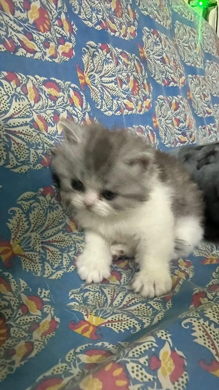 kitten — photo 5