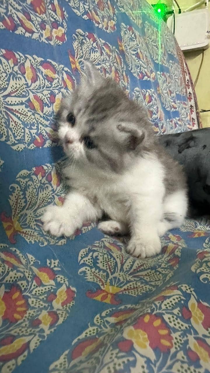 kitten 5
