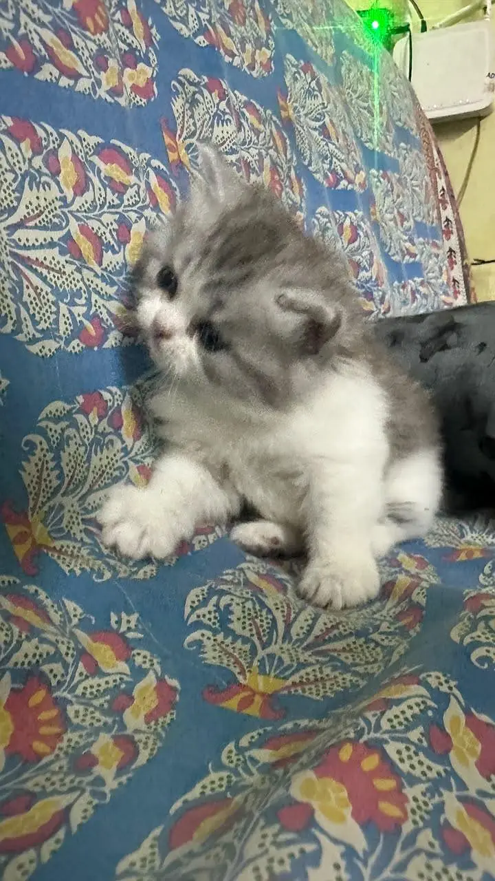 kitten — photo 6