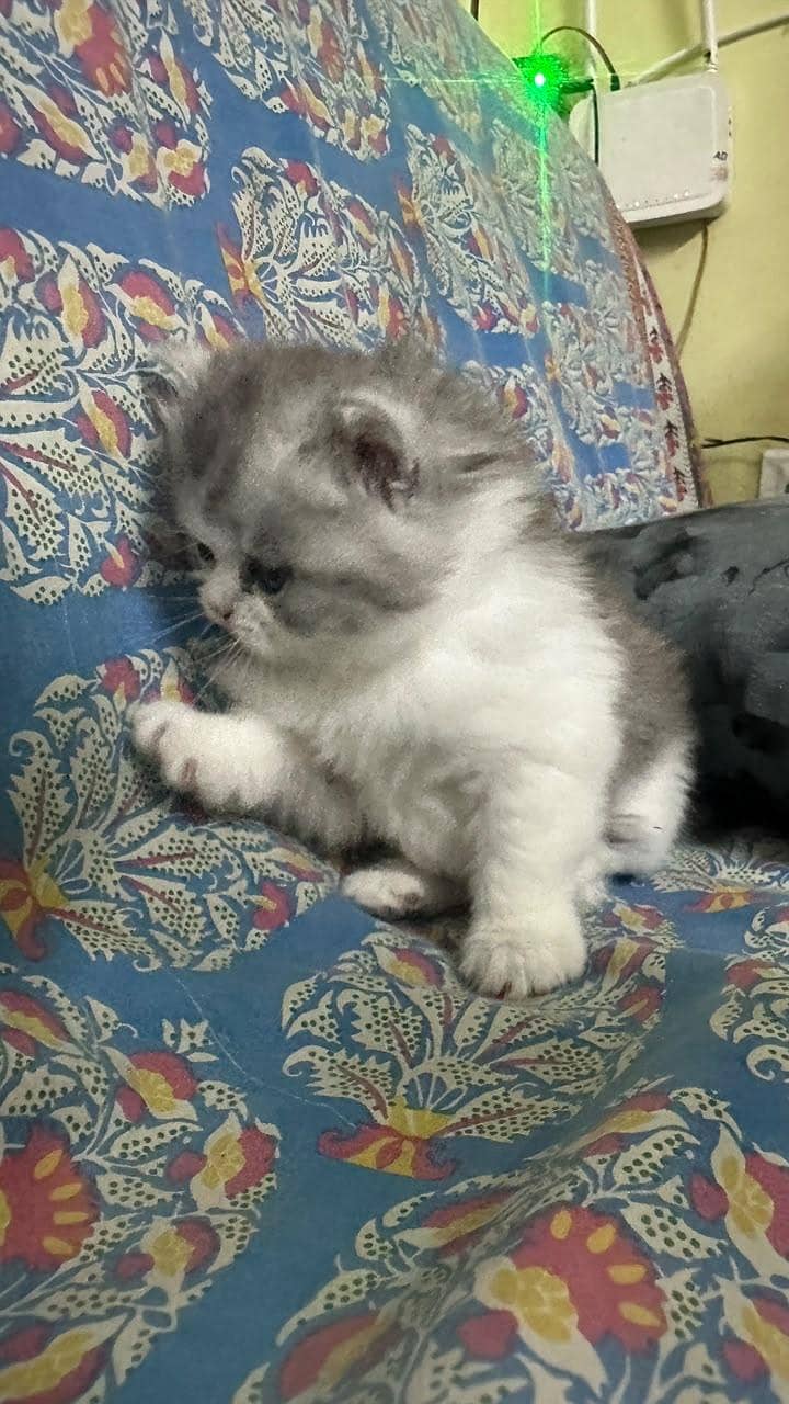kitten 6