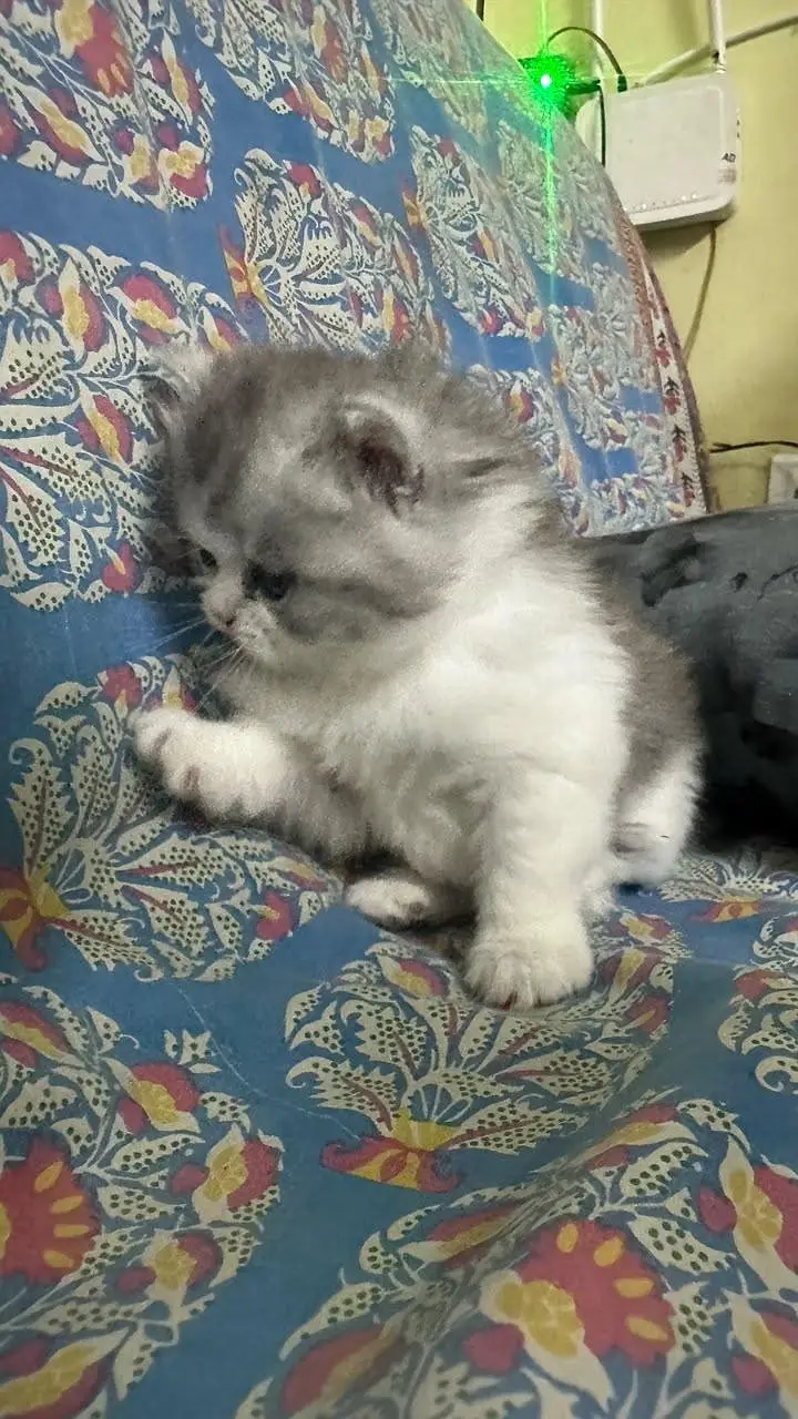 kitten — photo 7