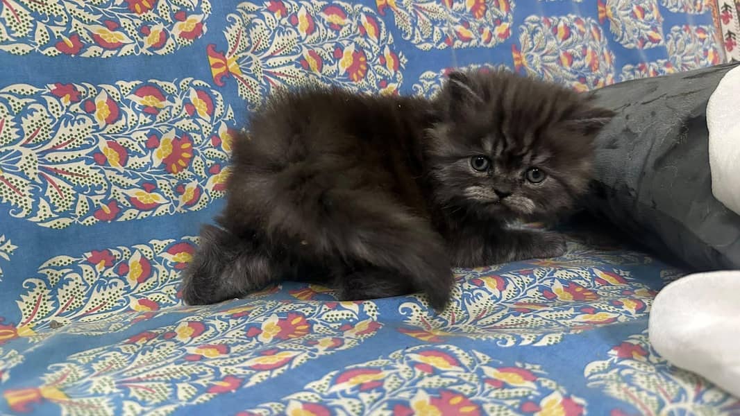 kitten 7