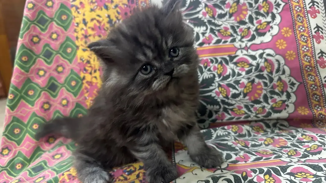kitten — photo 9