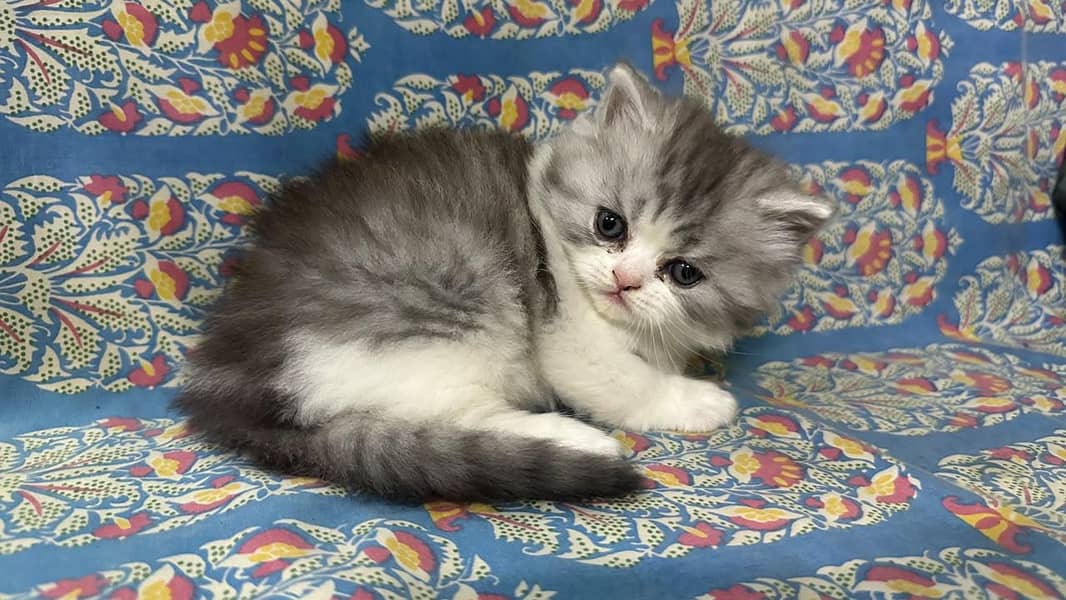 kitten 9