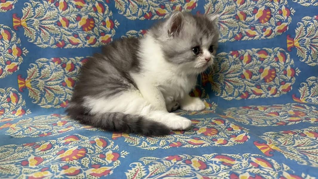 kitten 10