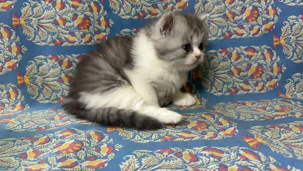 kitten — photo 11