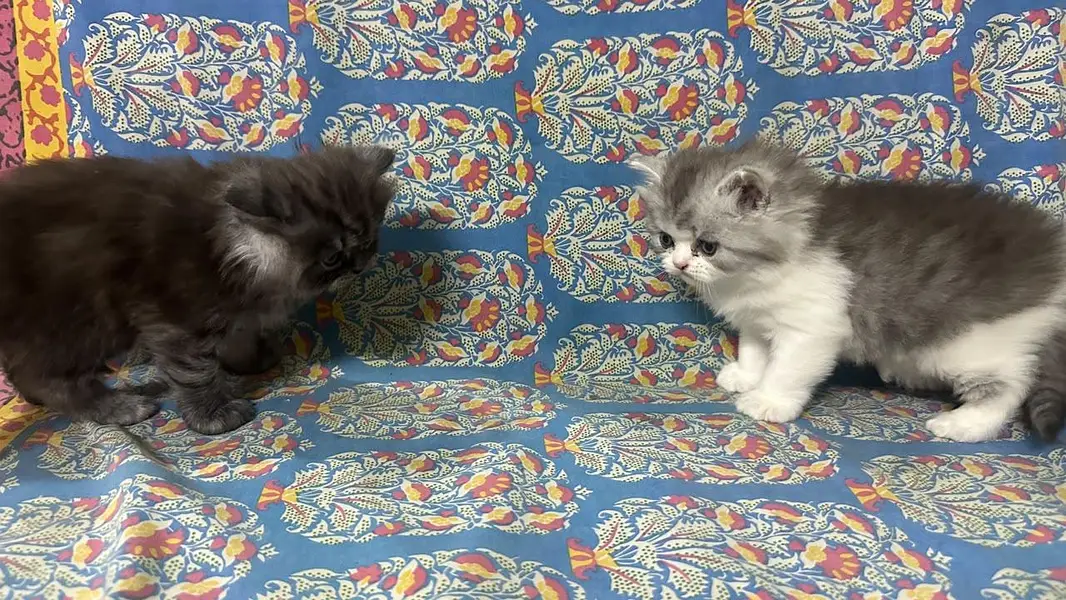 kitten — photo 12