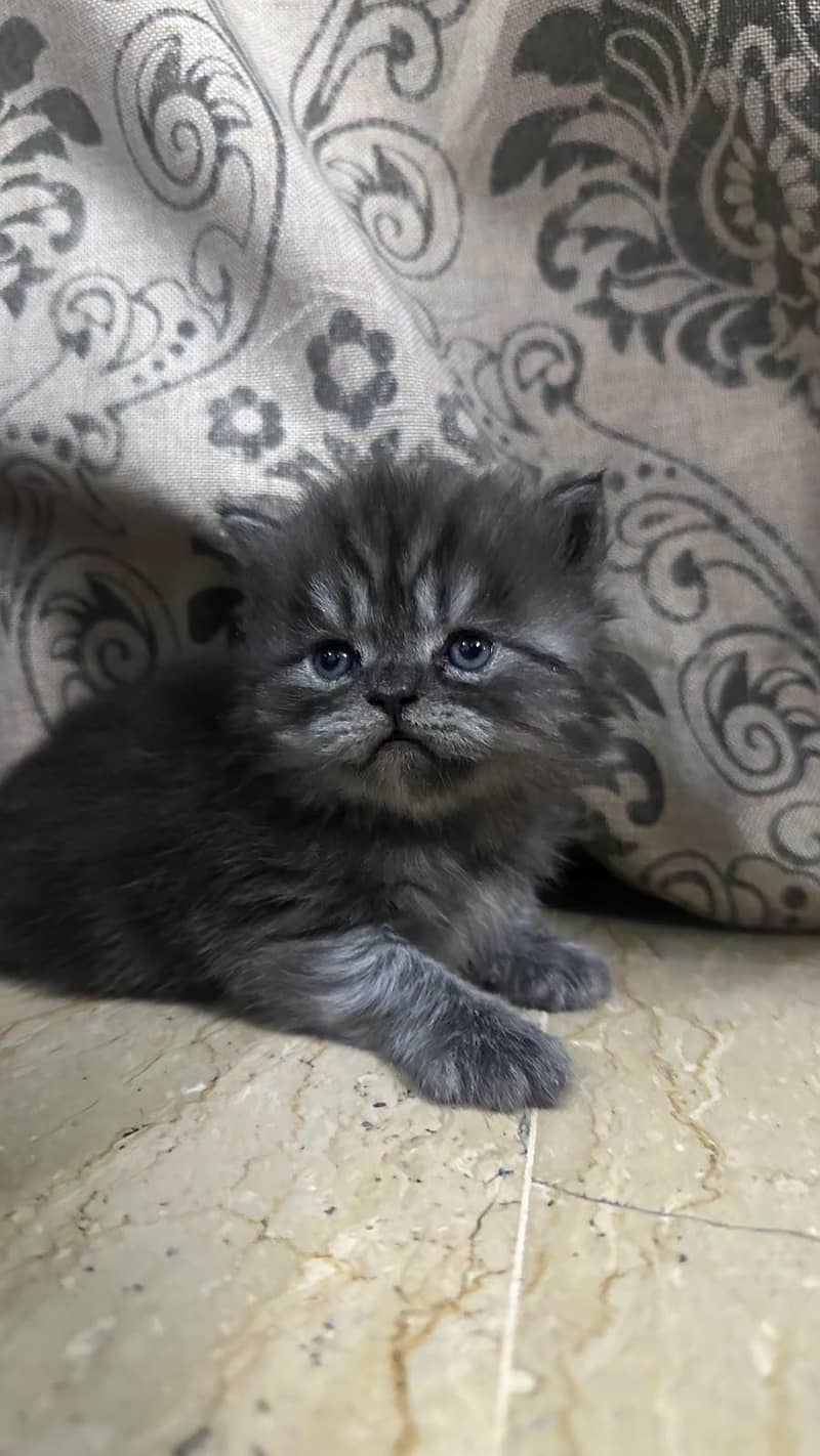 kitten 12