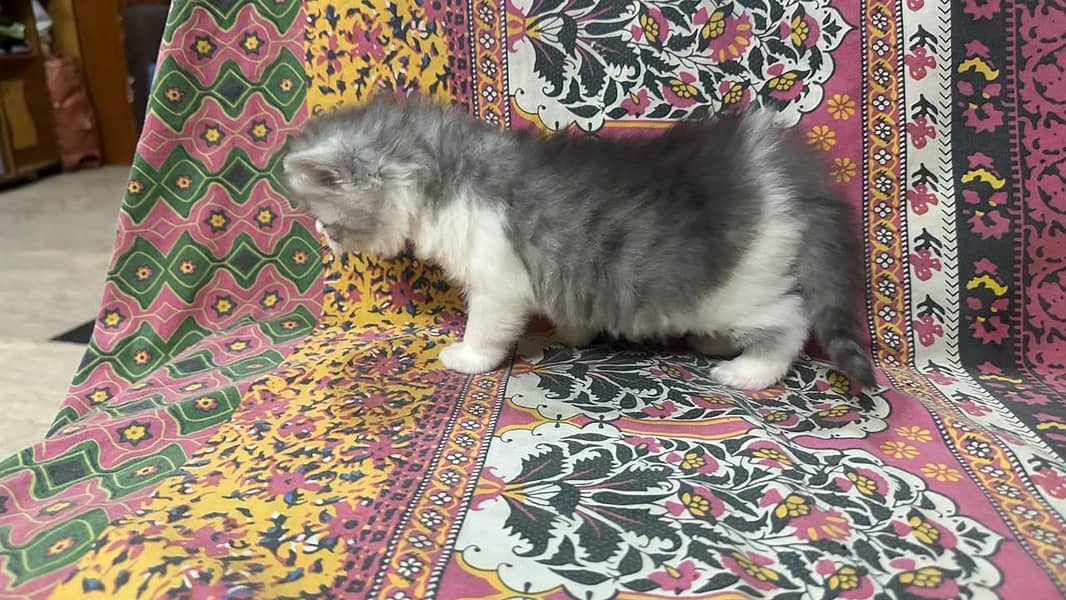 kitten 13