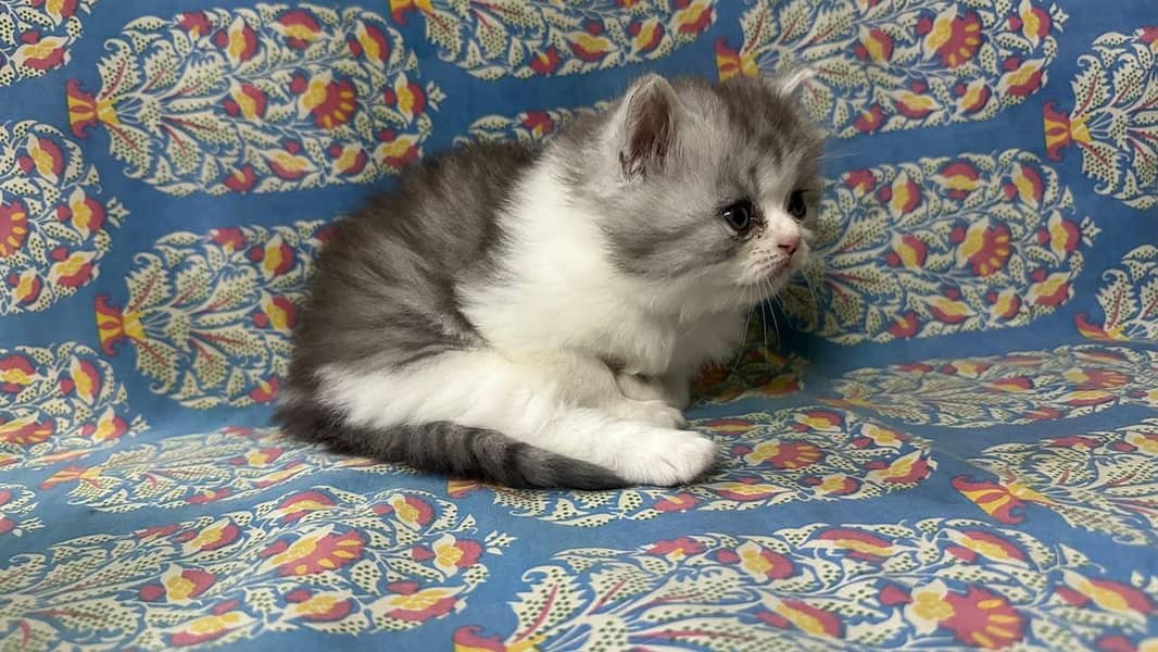 kitten 14