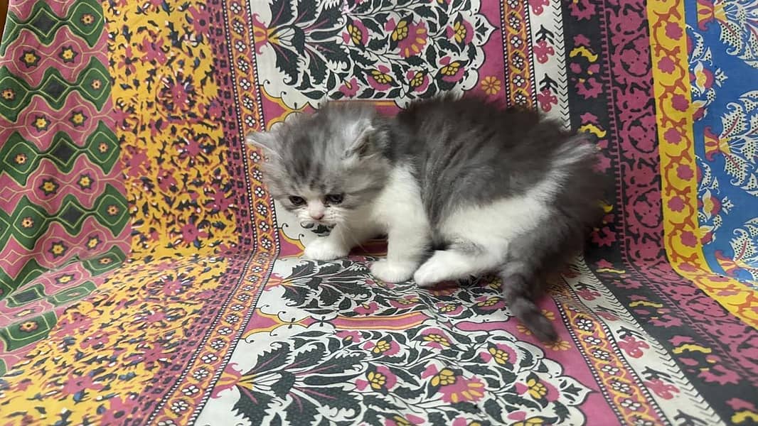 kitten 15