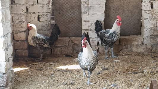 Egyptian Fayumi, Misri, fayoumi, Fayomi