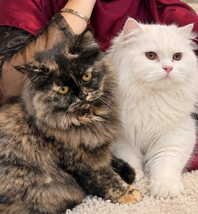 Triple coat Persian