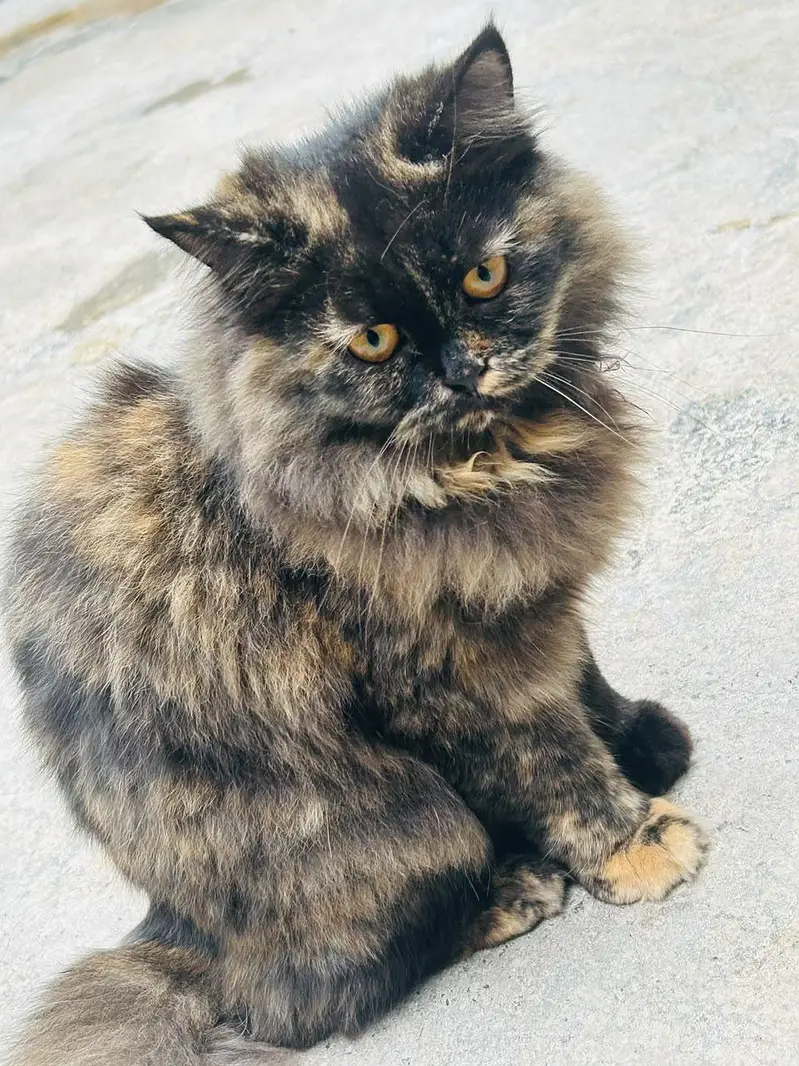 Triple coat Persian — photo 2