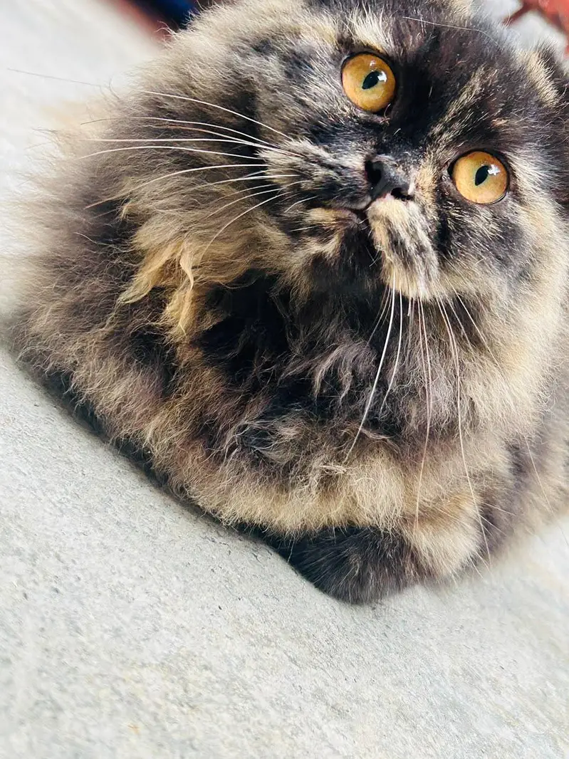 Triple coat Persian — photo 3