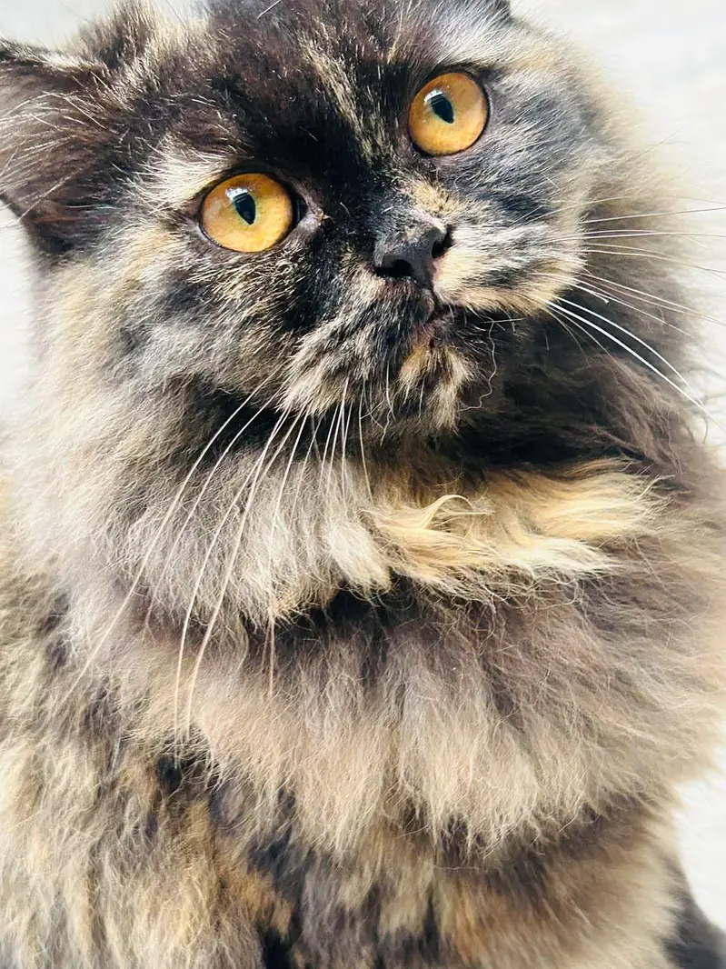 Triple coat Persian — photo 4
