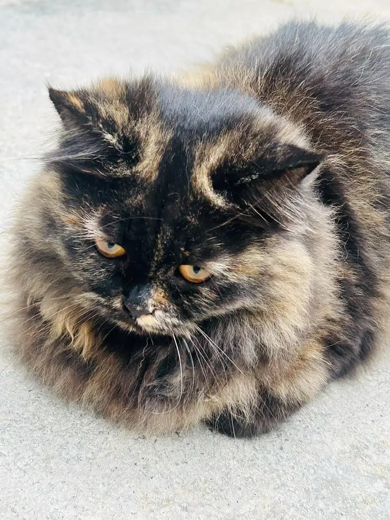 Triple coat Persian — photo 5