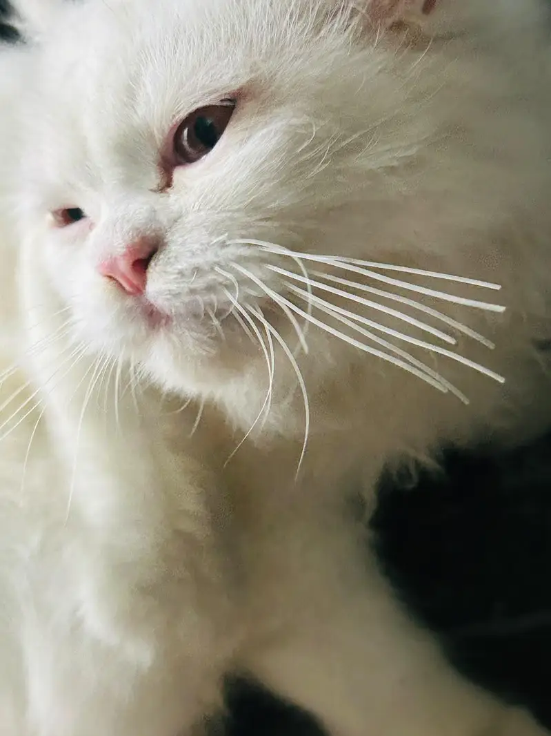 Triple coat Persian — photo 6