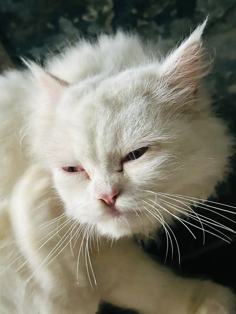 Triple coat Persian — photo 7