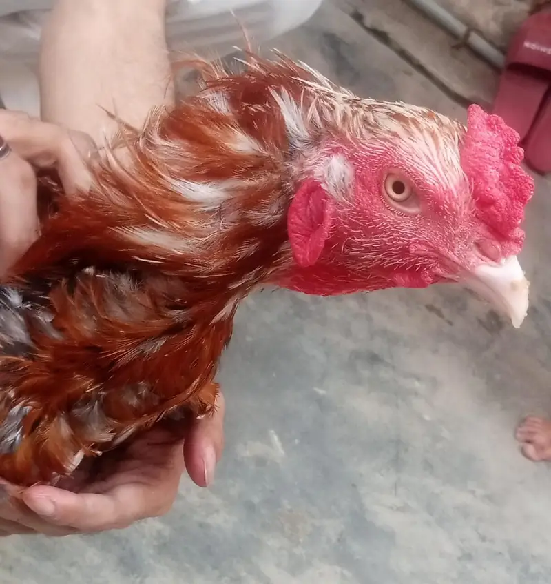 Aseel Sindhi — photo 2